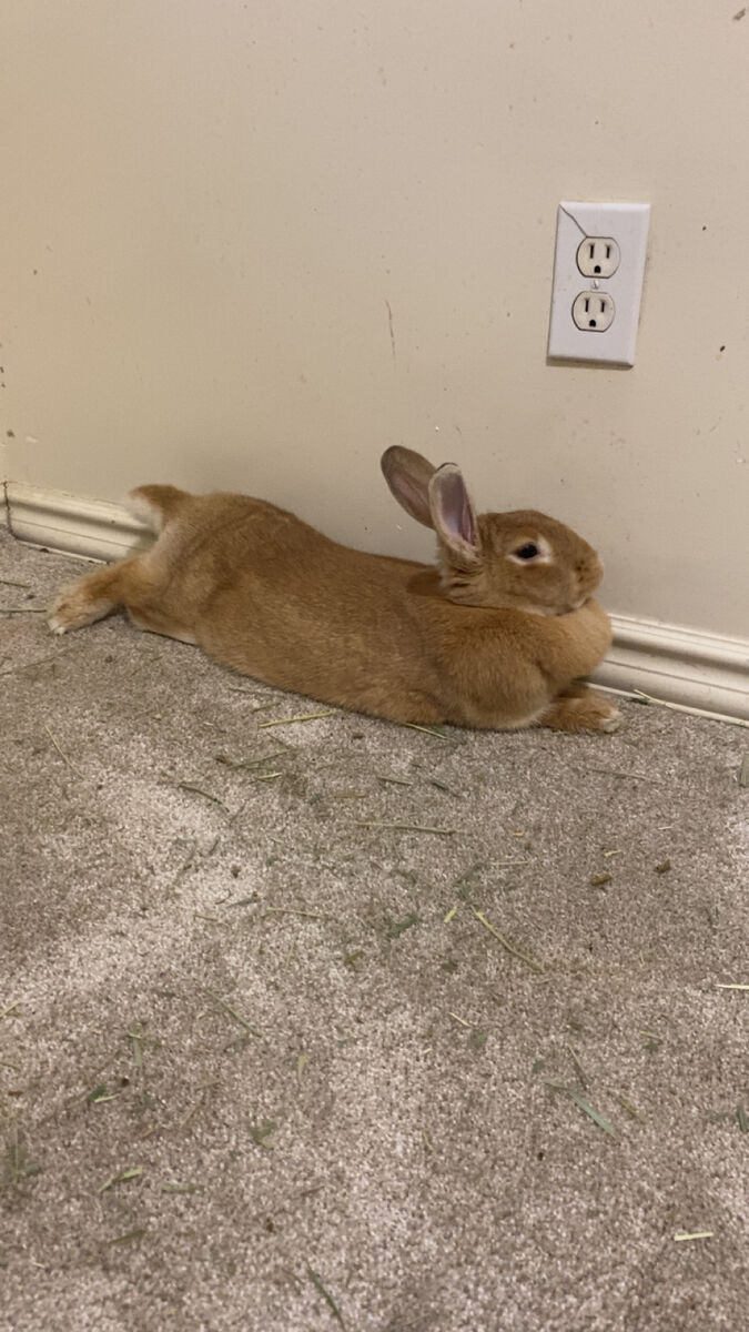 Loving rabbit needs a home(Lola)