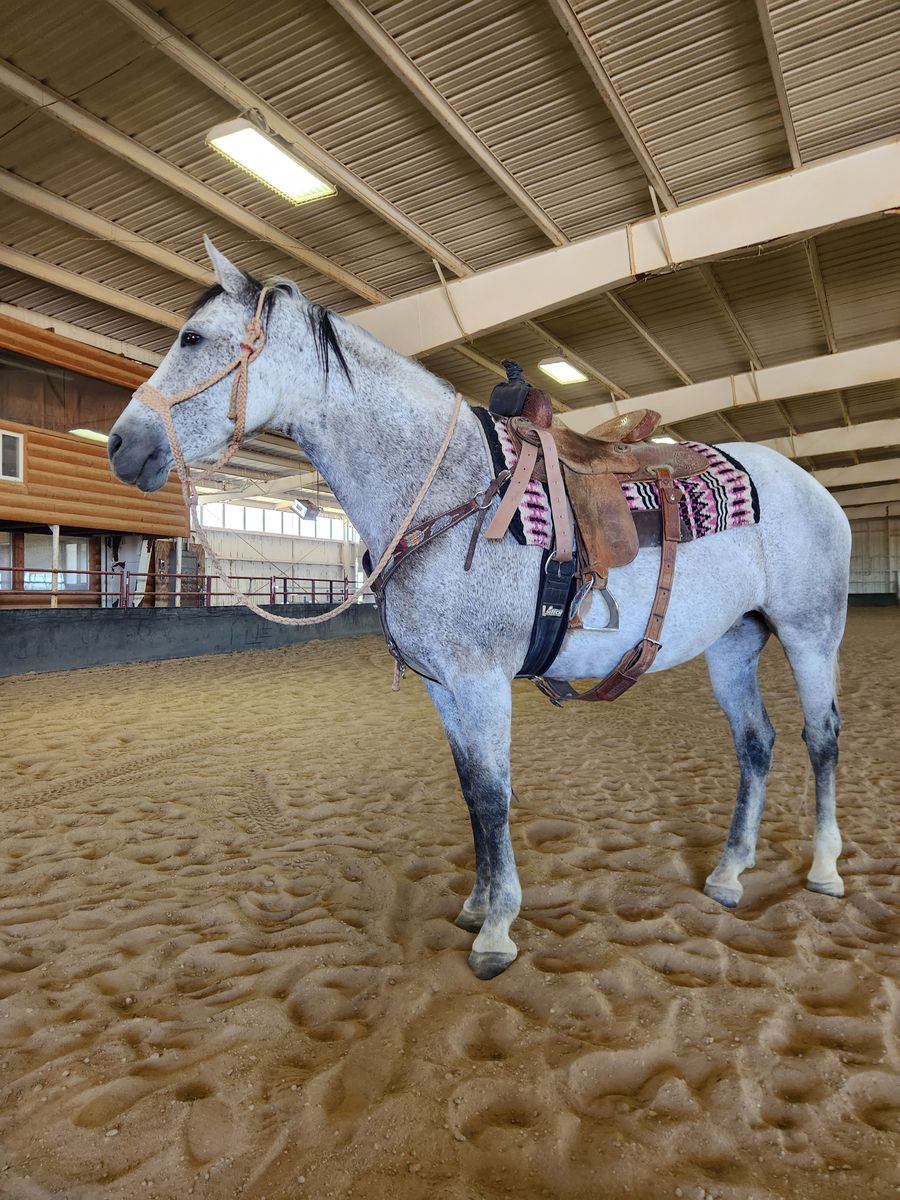 Gentle 8 Year Old Andalusian Mare