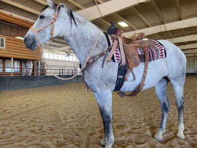 Gentle 8 Year Old Andalusian Mare
