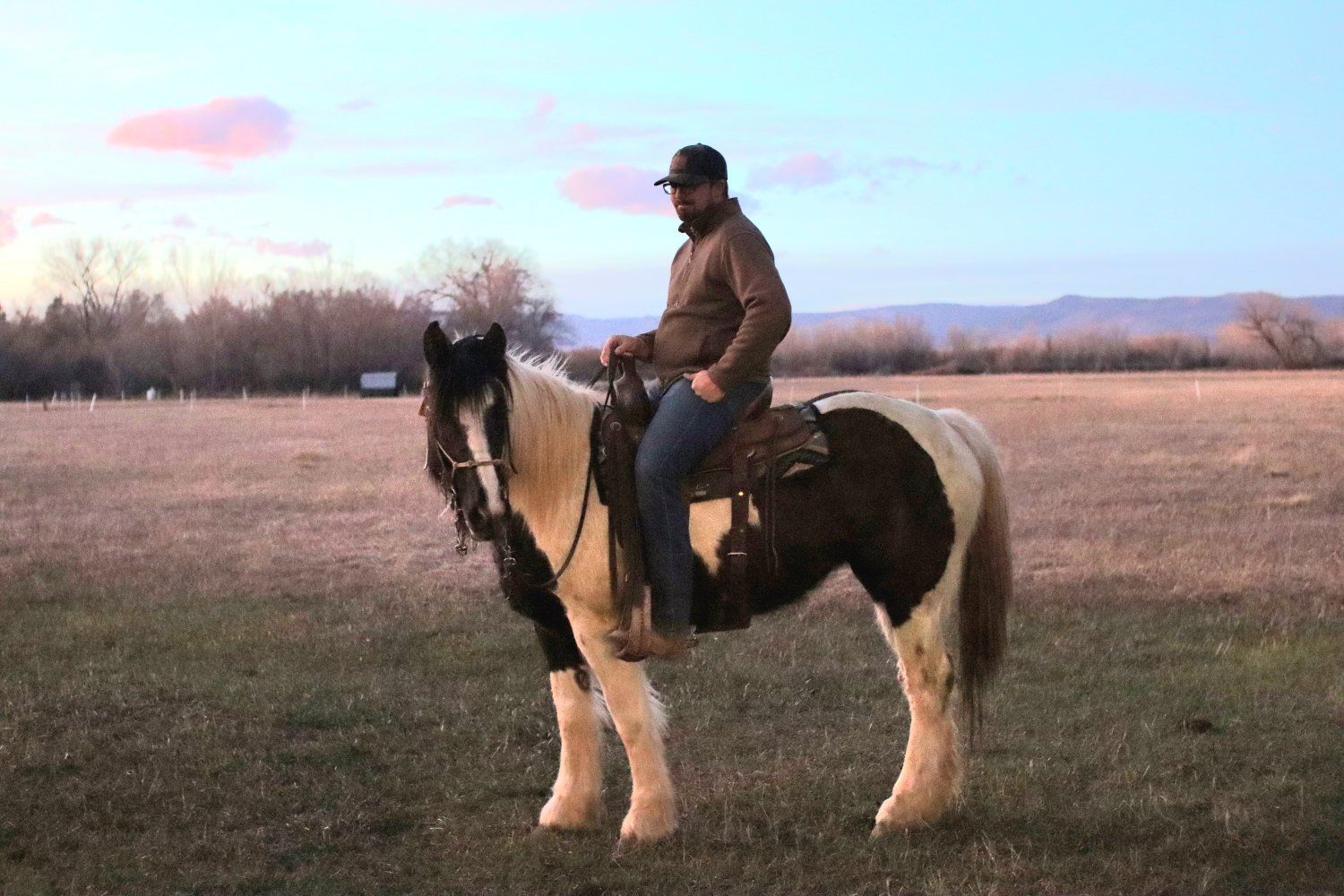 4 year old gypsy cross