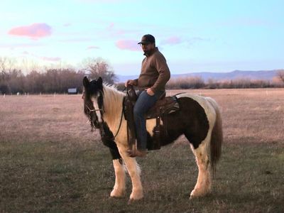 4 year old gypsy cross