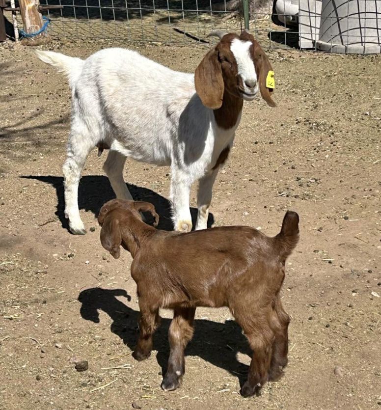 Boer Goat Pair – Excellent Mom & Sweet Doe Kid