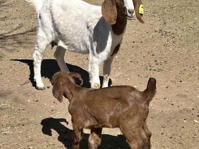 Boer Goat Pair – Excellent Mom & Sweet Doe Kid