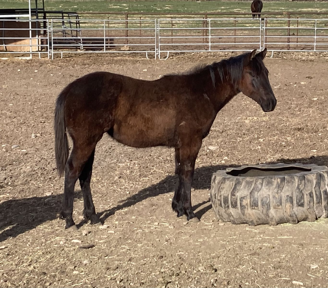 AQHA barrel, rope prospect