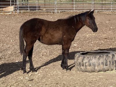 AQHA barrel, rope prospect