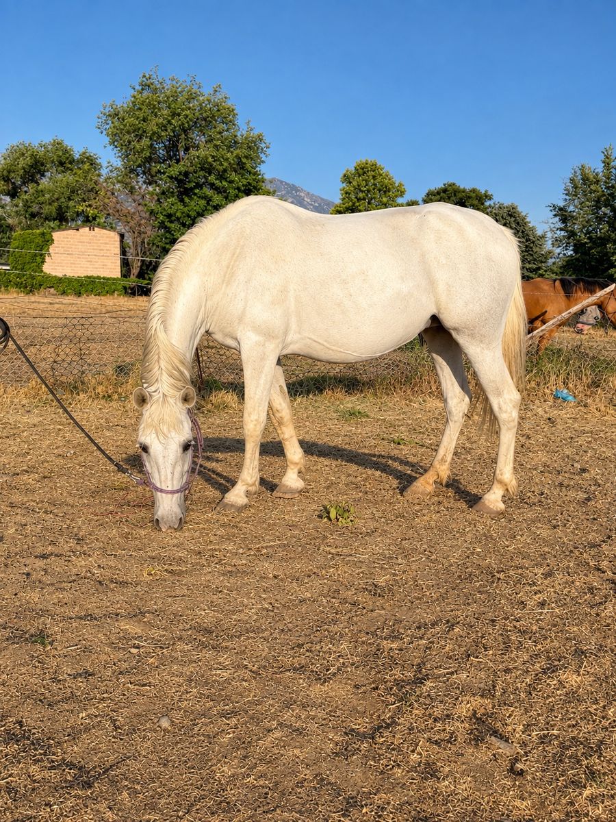Andalusian Registered Bred Mare