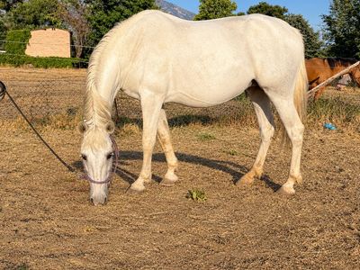 Andalusian Registered Bred Mare