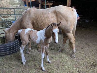 Flashy Buckskin Paint Filly – Born March 24
