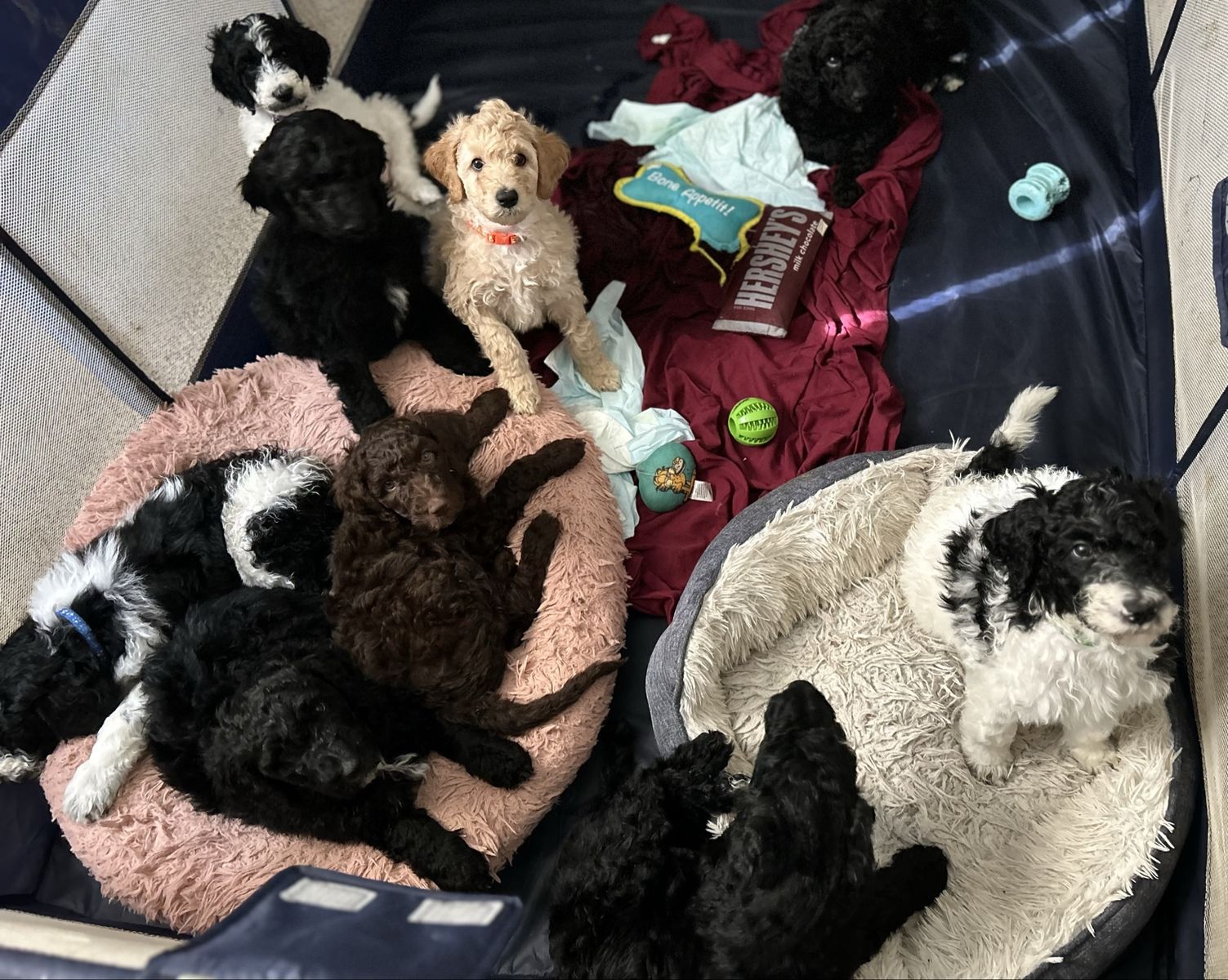 Purebred Standard Poodle Puppies