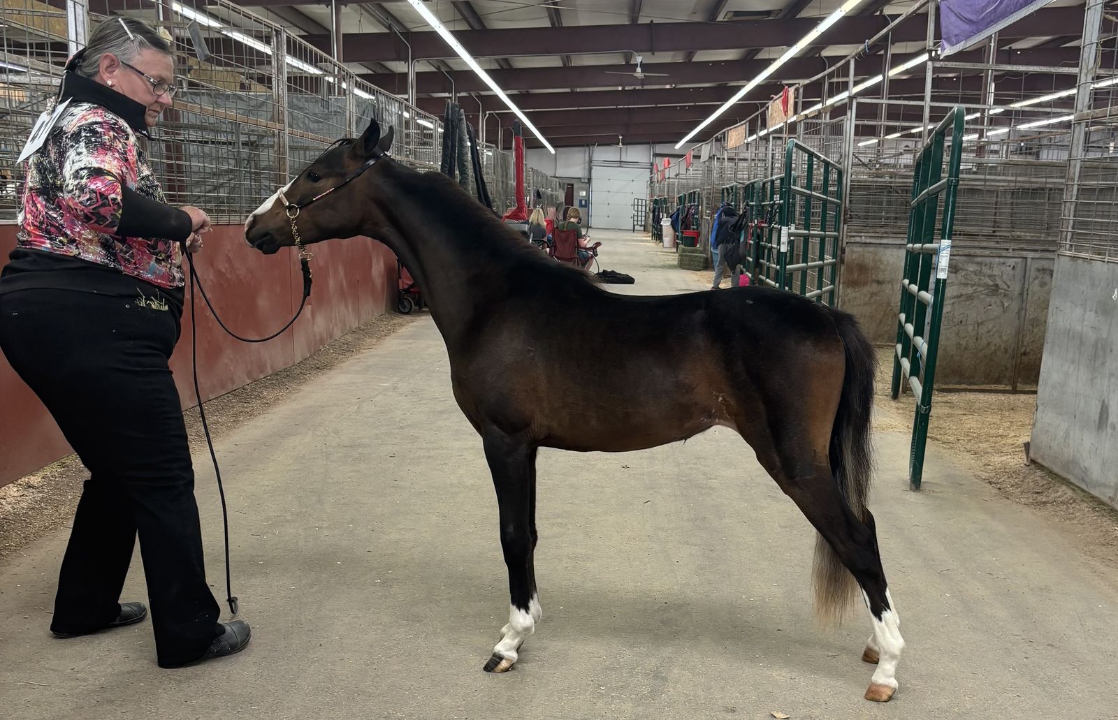 Shetland Pony Double registered ASPC/ASPR