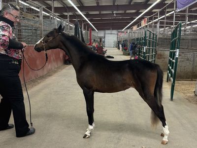 Shetland Pony Double registered ASPC/ASPR