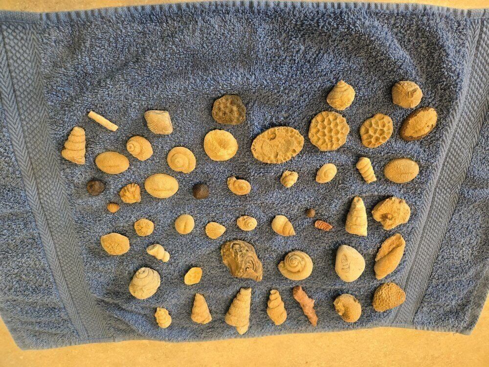 Fossil sea shells from Saudi Arabia