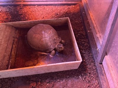 Russian desert tortoise