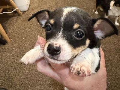 Tea cup Chihuahua puppies