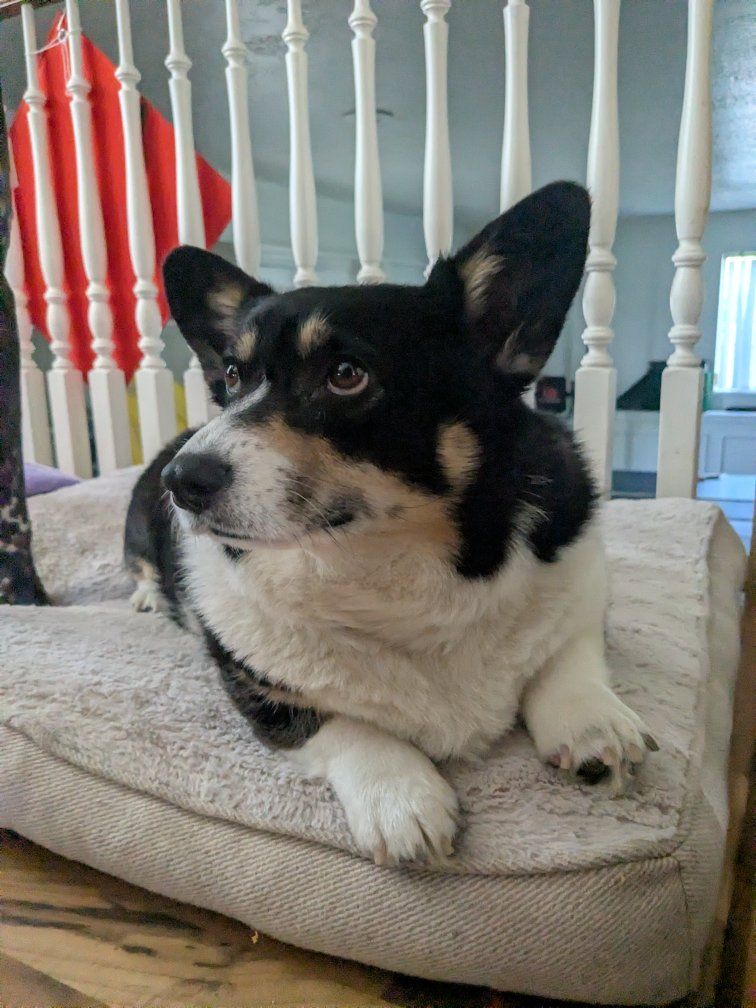 3 year old female Auggie