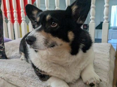 3 year old female Auggie
