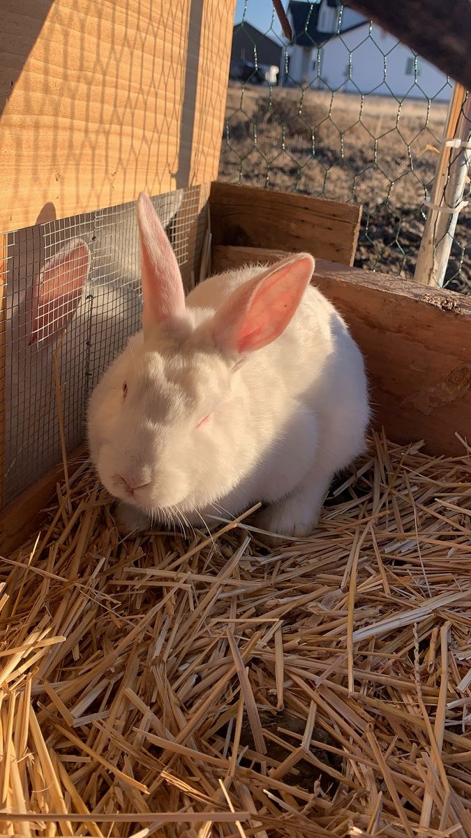 New Zealand Rabbits