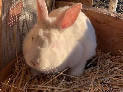 New Zealand Rabbits