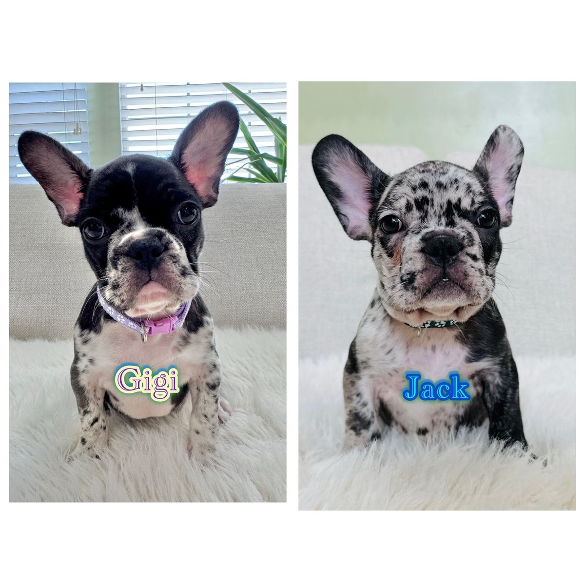 AKC FRENCH BULLDOG PUPPIES