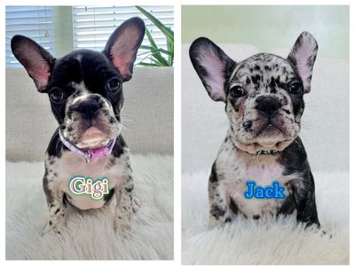 AKC FRENCH BULLDOG PUPPIES