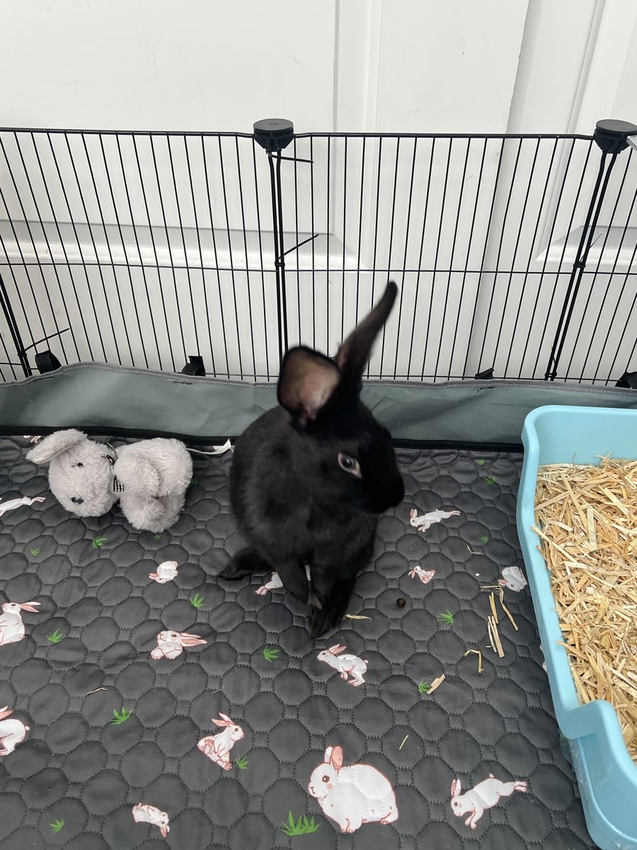 Bunny
