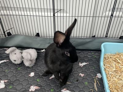 Bunny