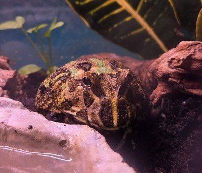 3 strips (Camo) 1 year old female Pac-Man Frog