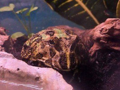3 strips (Camo) 1 year old female Pac-Man Frog