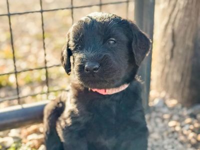 Giant Schnauzer Puppies