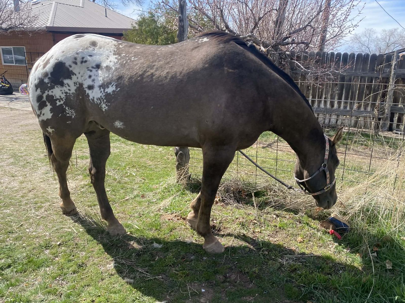 Appaloosa For Sale