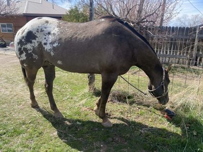 Appaloosa For Sale