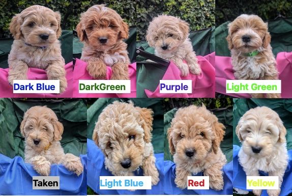 Mini Goldendoodle Puppies - 13-18lb