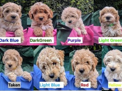 Mini Goldendoodle Puppies - 13-18lb