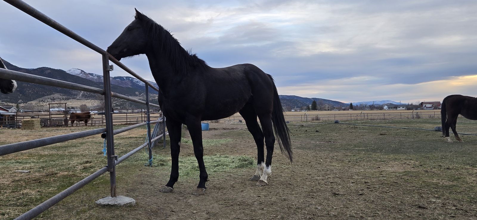 2021 AQHA appendix stallion for sale.