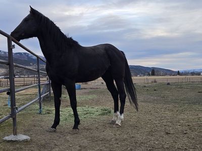 2021 AQHA appendix stallion for sale.