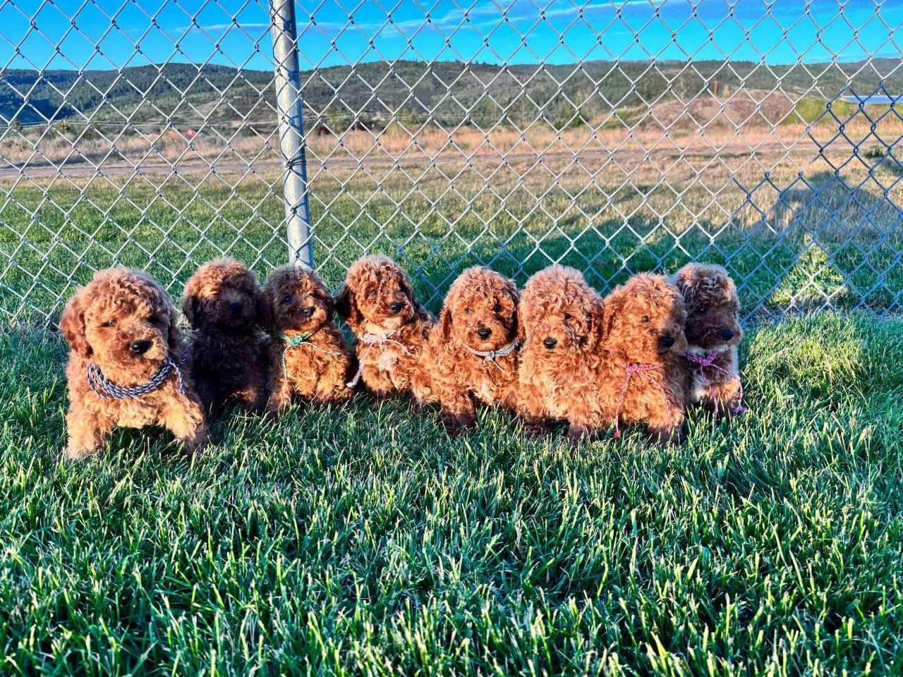 beutiful and adorable  mini poodle  Puppies