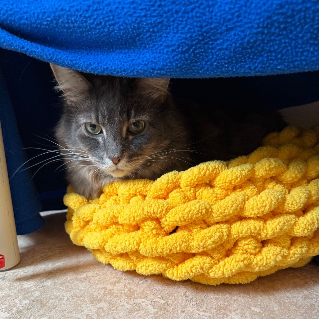 Hello my name is Charlotte