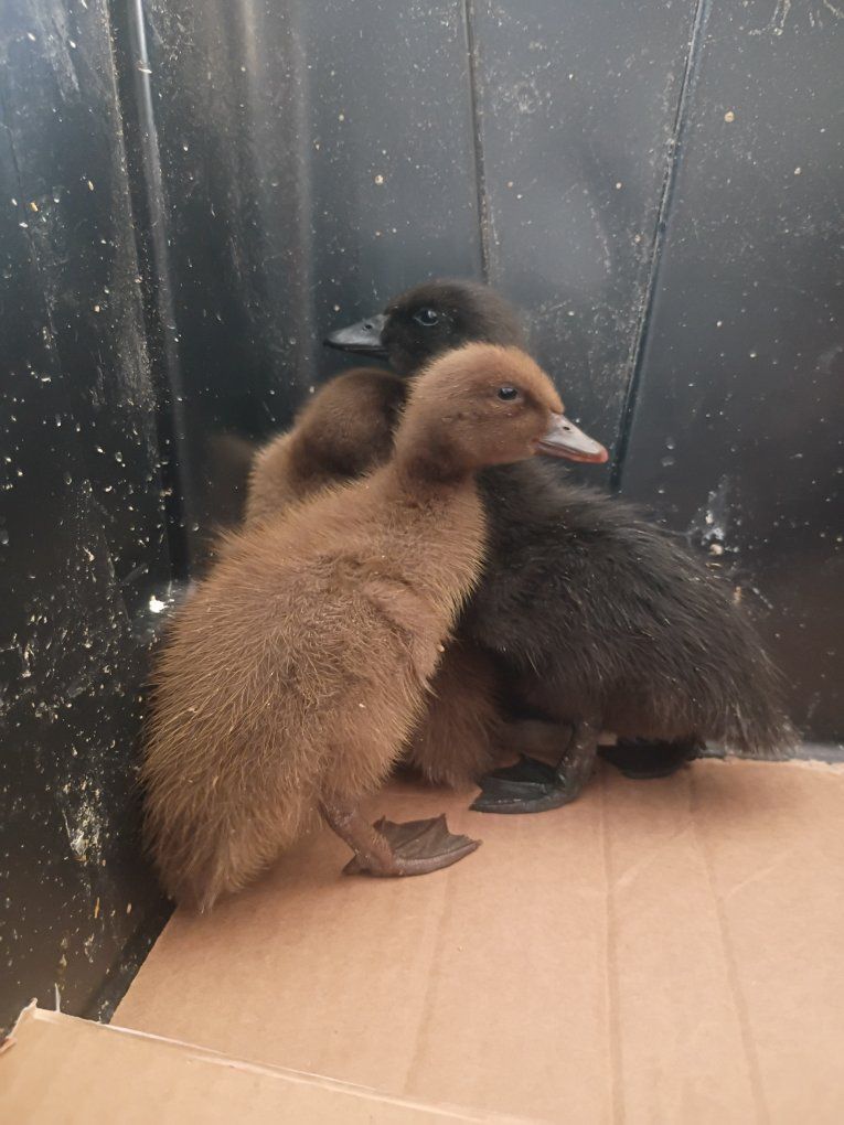 Ducklings