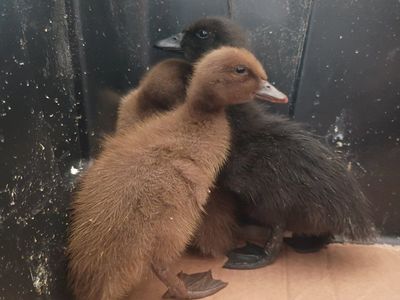 Ducklings