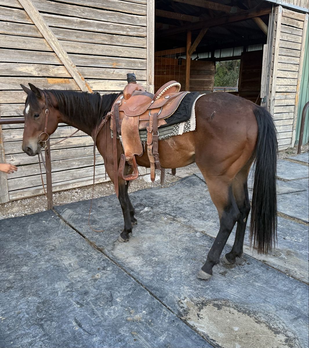 2 Year Old AQHA Bay Gelding 