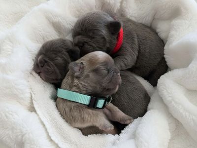 French Bulldog Puppies AKC Frenchies