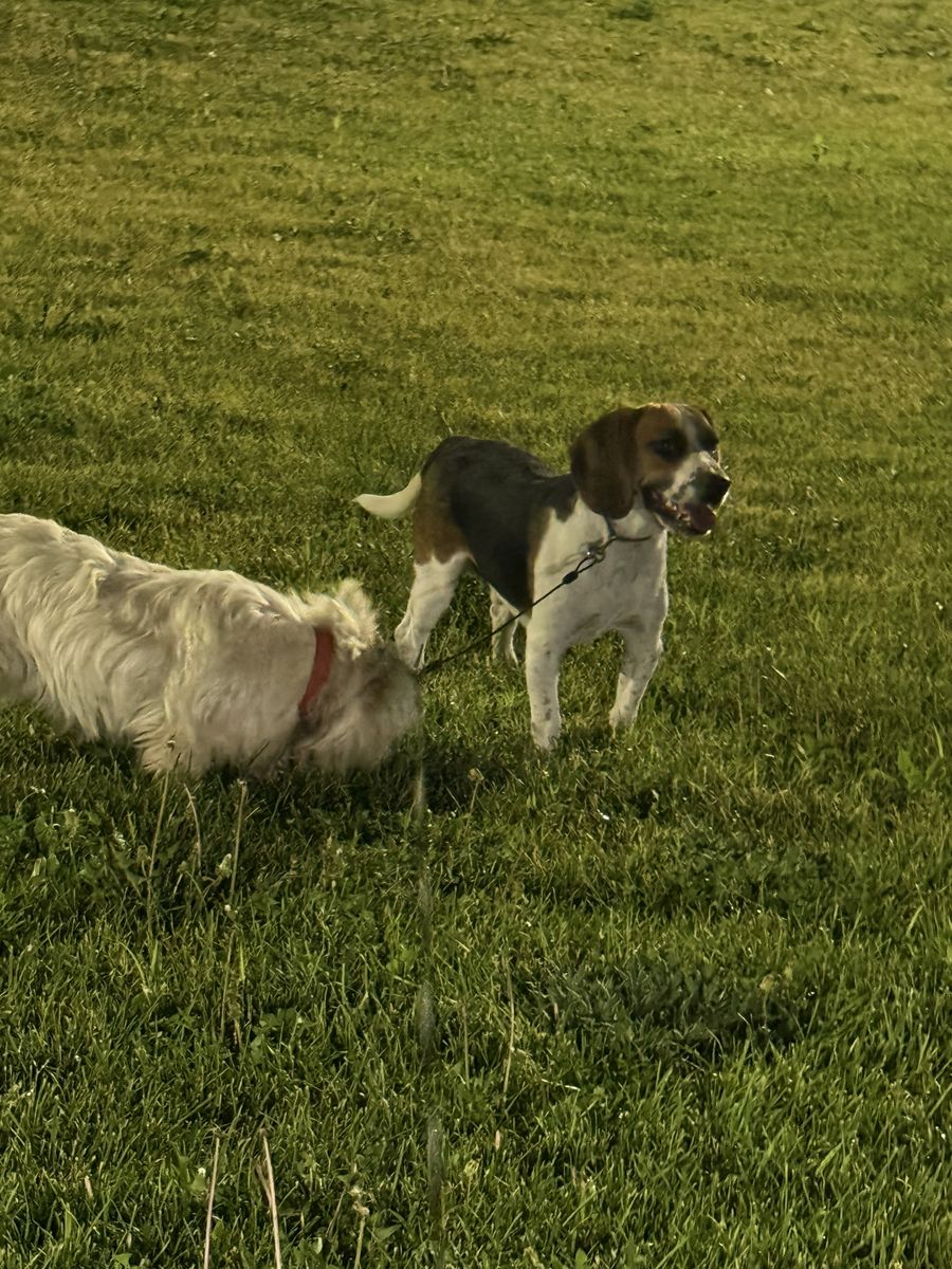 Beagle and West terrier