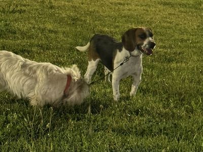 Beagle and West terrier