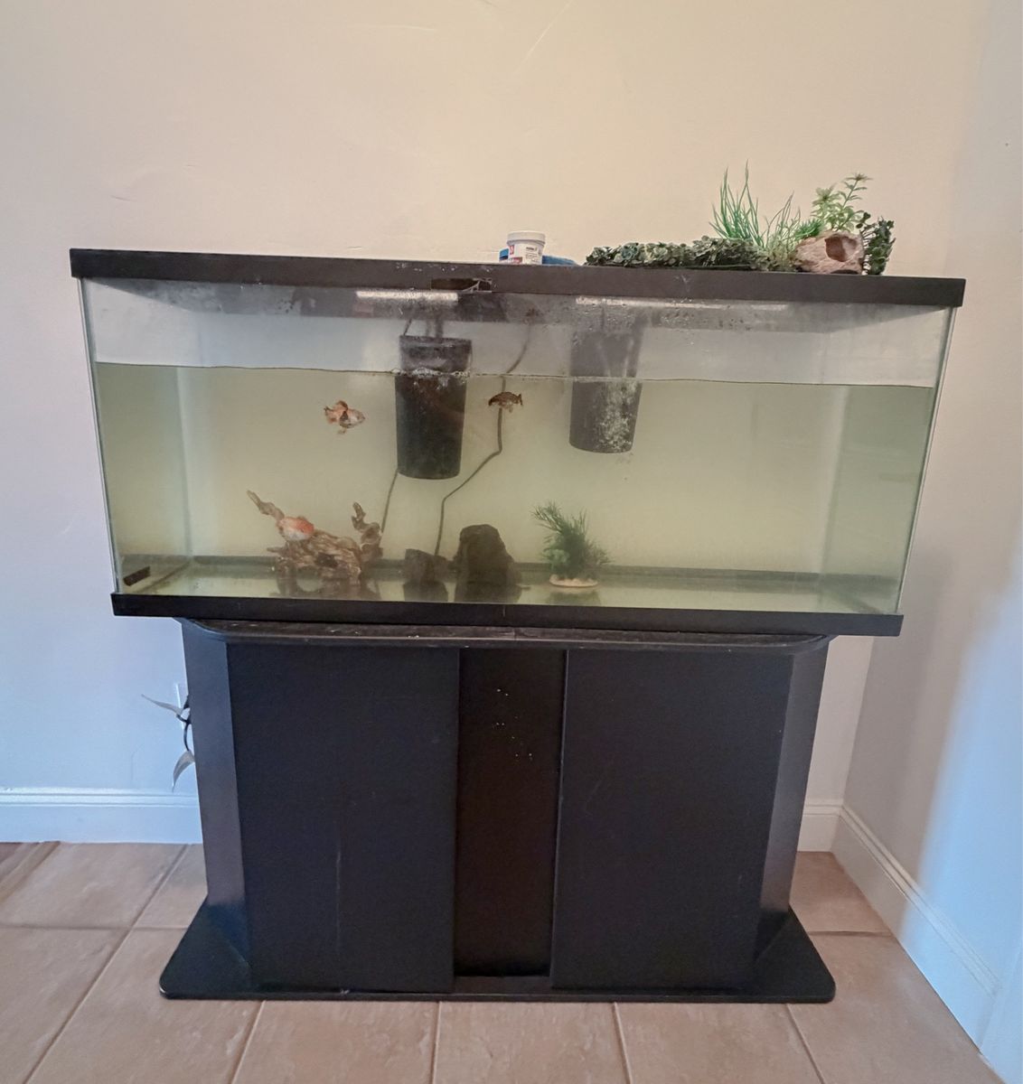 Fancy Goldfish and Tank/Stand