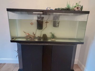 Fancy Goldfish and Tank/Stand