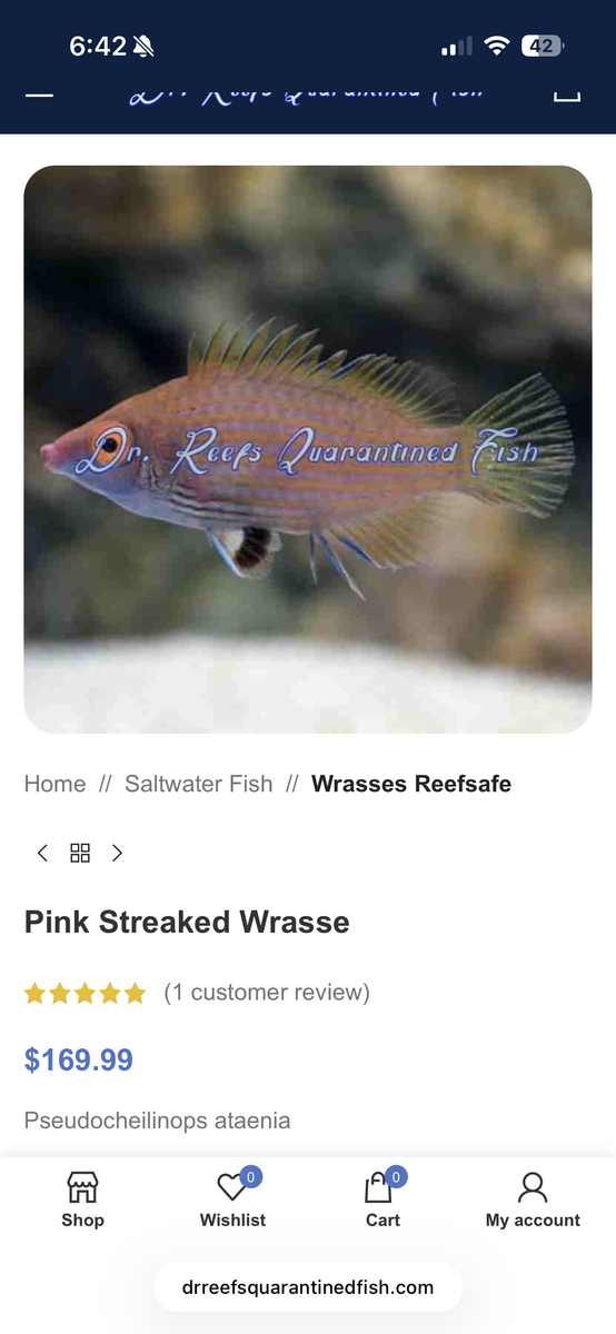 Pink Streaked Wrasse 