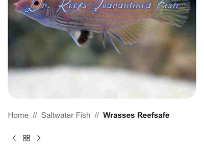 Pink Streaked Wrasse