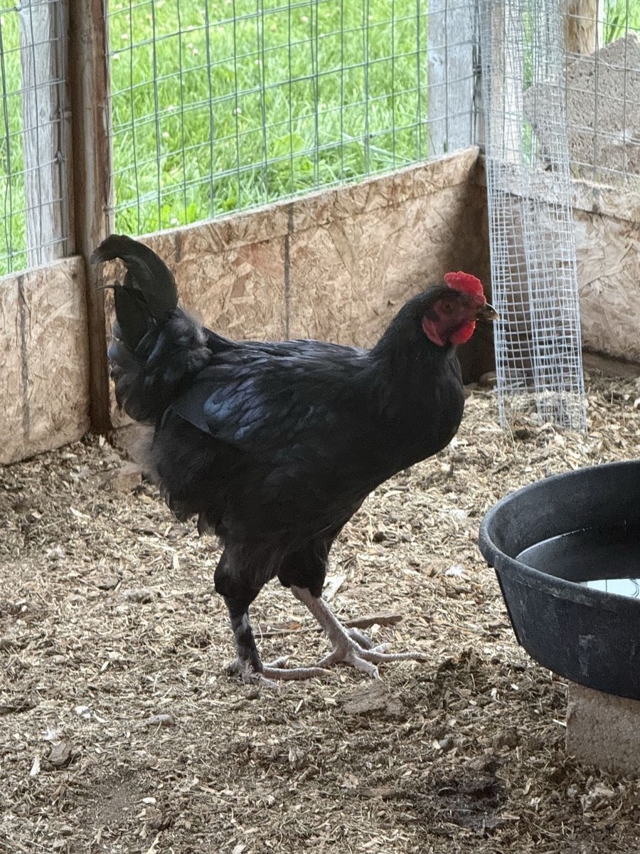 Pending- 3 Roosters - Free to Good Home. Text preferred.