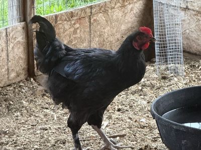 Pending- 3 Roosters - Free to Good Home. Text preferred.