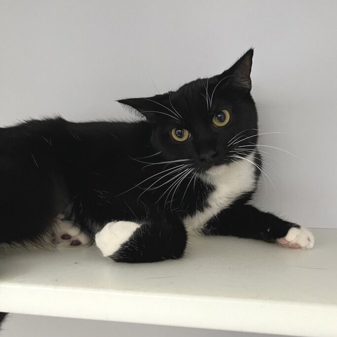 Hello my name is Venetian